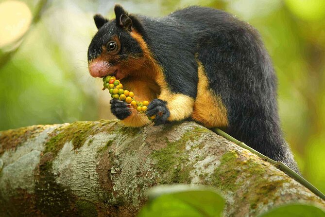 Sinharaja Rainforest Trekking Private Day Trip with Local Lunch - Leech socks, a guide, and the value of a private group