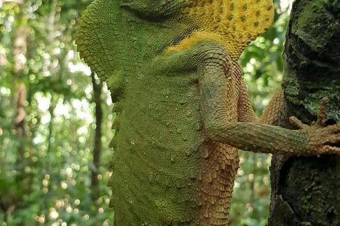 Sinharaja Short tour with 5 waterfalls tour or Adventure tour - Wildlife spotting in a private group