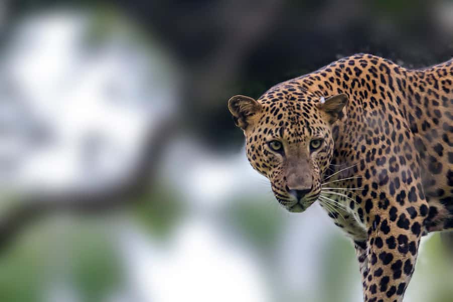 SKIP THE LINE - YALA SAFARI TOUR - Incl. ENTRY TICKETS - The first 30 minutes at Yala’s main entrance