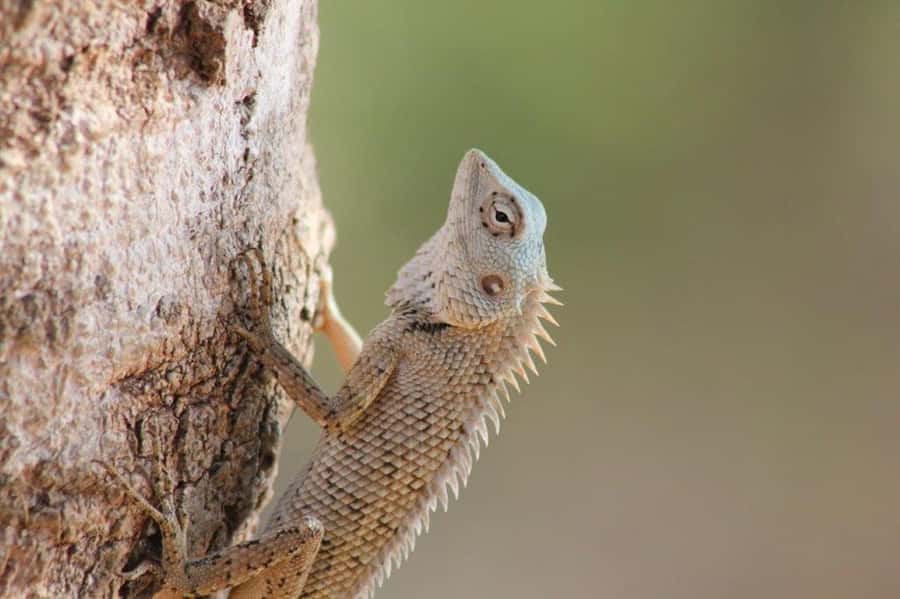 SKIP THE LINE - YALA SAFARI TOUR - Incl. ENTRY TICKETS - The second game drive: two and a half more hours