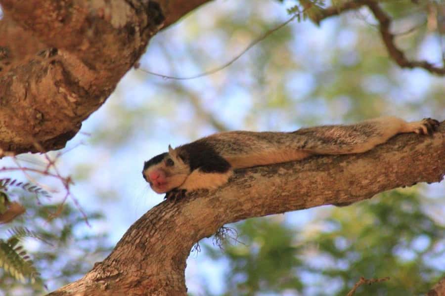 SKIP THE LINE - YALA SAFARI TOUR - Incl. ENTRY TICKETS - Who will get the most from this safari