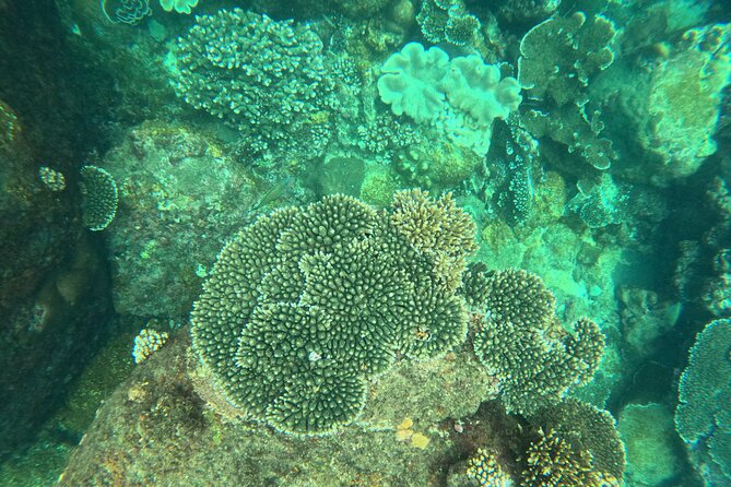 Snorkeling at Angel Rock - Turtles and sharks add a wild element