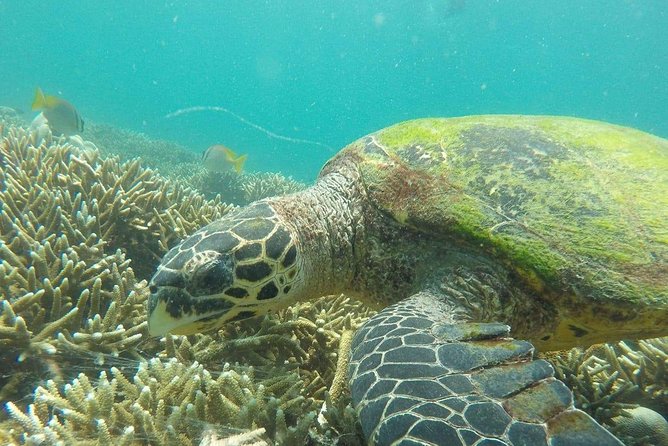 Snorkeling at Pigeon Island - Why Pigeon Island makes a good snorkeling target