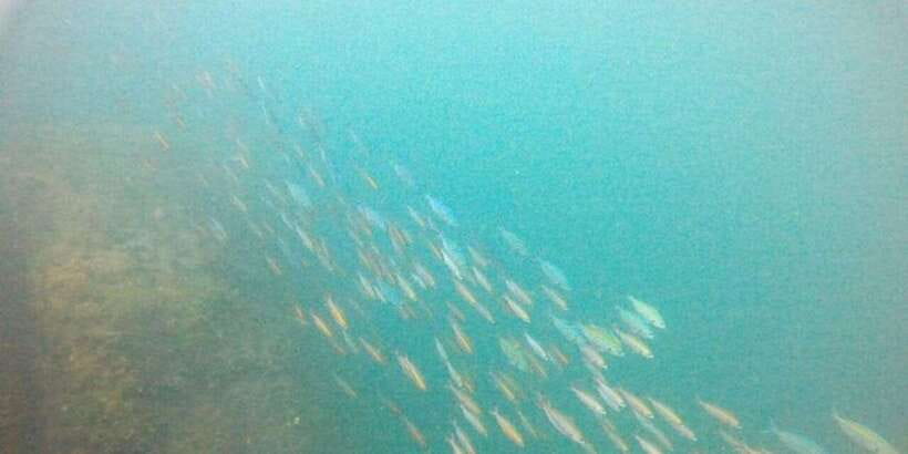 Snorkeling in Hikkaduwa - When to go from October through May