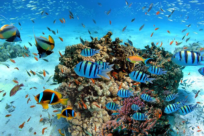 Snorkeling in Trincomalee - What the two-hour outing includes