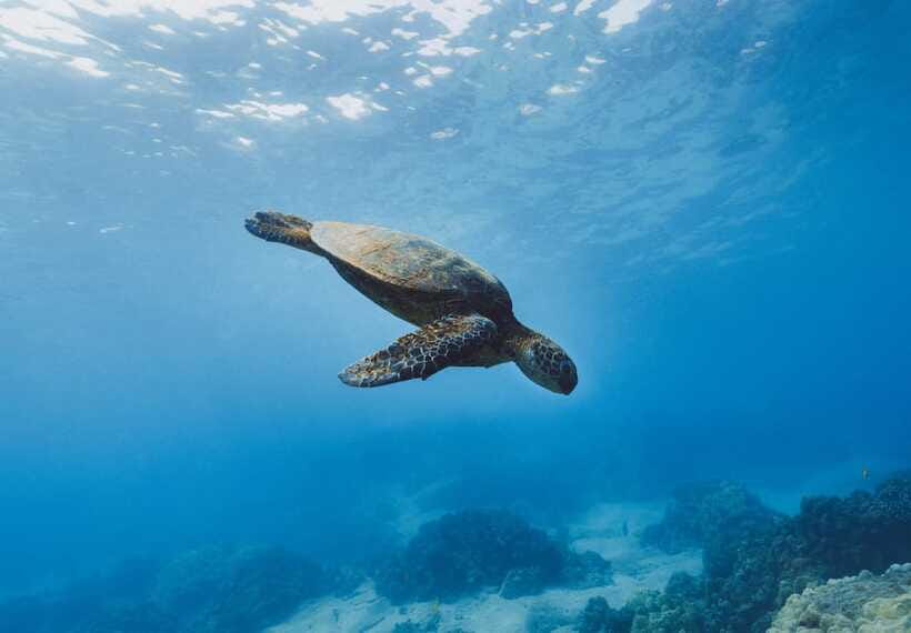 Snorkeling in Unawatuna - Why the small group makes a difference