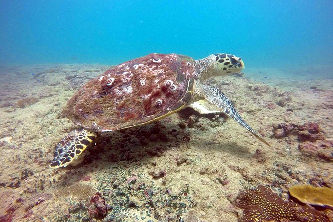 Snorkeling On Beautiful Rock Island - Unawatuna by Boat - What is included for $30.13