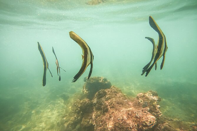 Snorkeling On Beautiful Rock Island - Unawatuna by Boat - Who should book this snorkeling trip