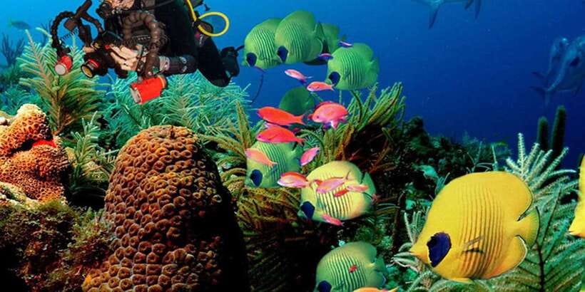 Snorkeling Trip from Polhena Beach, Matara, Sri Lanka - What you see beneath the surface