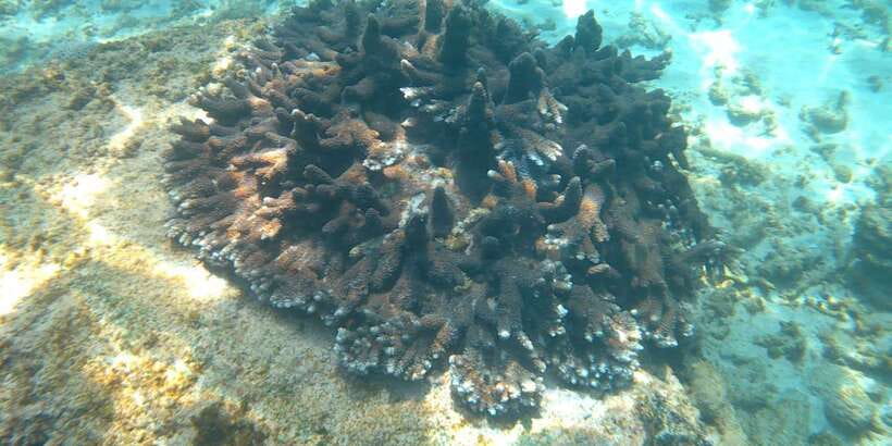Snorkeling Trip from Polhena Beach, Matara, Sri Lanka - Why the small group matters