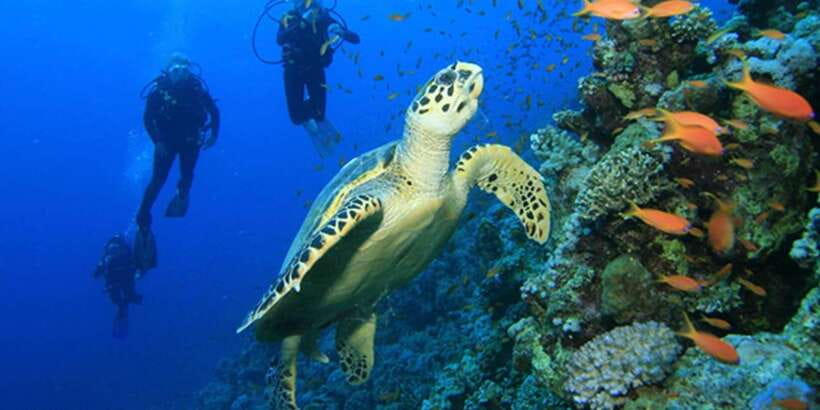 Snorkeling Trip from Polhena Beach, Matara, Sri Lanka - Is $29 good value for 1.5 hours?