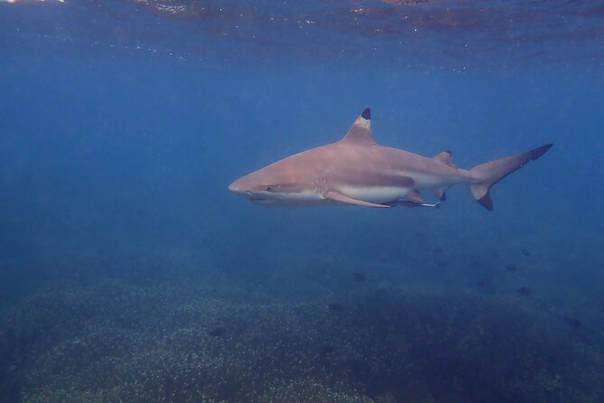 Snorkeling Trip To Pigeon Island - Equipment, safety, and the lack of a guide