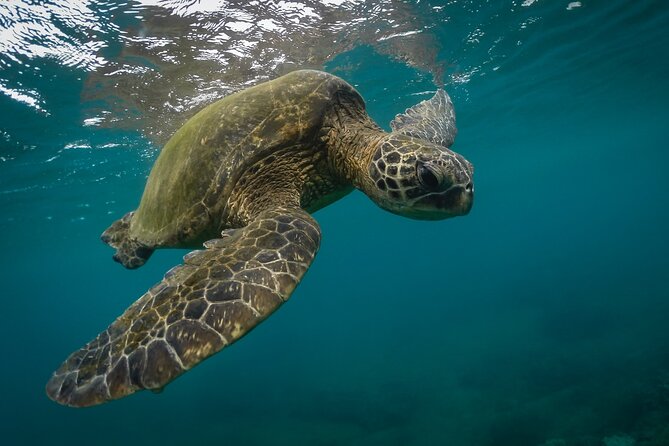 Snorkeling with Sea Turtles in Mirissa (Pickup and Drop included) - Meeting Mirissa’s turtles at 7:30 am