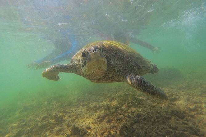 Snorkeling with Sea Turtles in Mirissa (Pickup and Drop included) - Finding the reef area near Mirissa
