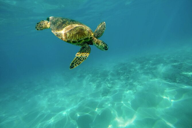 Snorkeling with Sea Turtles in Mirissa (Pickup and Drop included) - Relaxing on the white sandy beach afterward