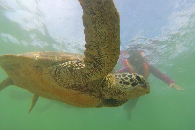 Snorkeling with Sea Turtles in Mirissa (Pickup and Drop included) - The important rule: do not touch the turtles
