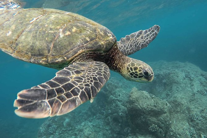 Snorkeling with Turtles in Mirissa - Key things to know before you book