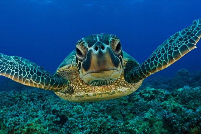 Snorkeling with Turtles in Mirissa - A private hour with more help than a standard rental