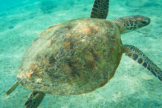 Snorkeling with Turtles in Mirissa - Underwater photos and videos included