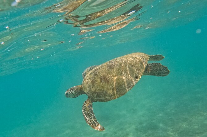 Snorkeling with Turtles in Mirissa - Is $25 good value for one hour?
