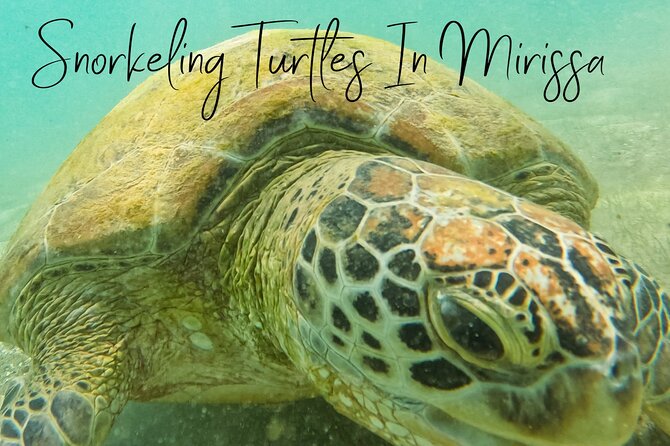 Snorkeling with Turtles in Mirissa - Who will enjoy this Mirissa snorkeling tour?