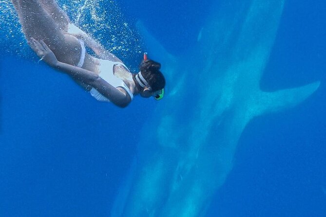 Snorkeling with Whales in Mirissa - Snacks, gear, and pickup: useful but not enough to justify the price alone