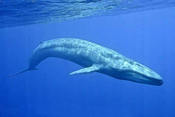 Snorkeling with Whales in Mirissa - Leaving Mirissa Beach in a 10-person boat