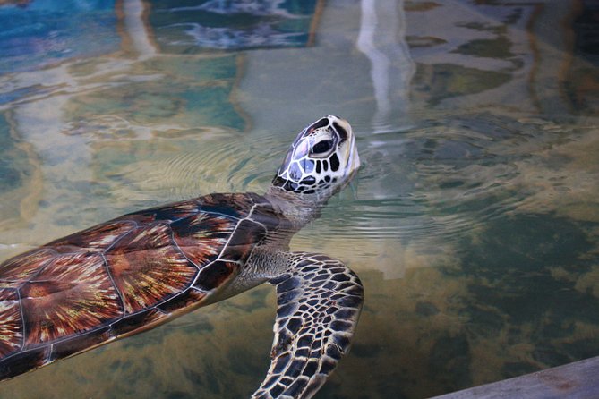 Southern Sri Lanka Sightseeing Day Trip From Colombo & Negombo - Turtle conservation is worthwhile, but ask where you are going
