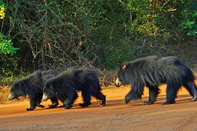 Special Full Day Safari Yala National Park - 04:30 AM to 06:00 PM - Before sunrise, the day gets moving