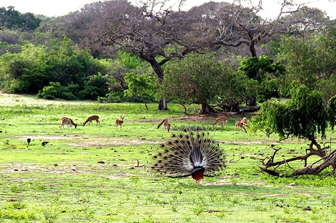 Special Full Day Safari Yala National Park - 04:30 AM to 06:00 PM - A closer look at the day’s rhythm