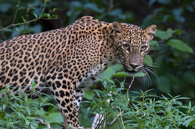 Special Full Day Safari Yala National Park - 04:30 AM to 06:00 PM - Inside Yala, patience matters more than luck