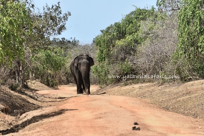 Special Leopard Safari Tour in Yala National Park by Malith & the team - Leaving before dawn for Yala National Park