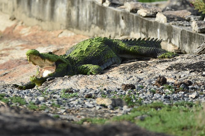 Special Leopard Safari Tour in Yala National Park by Malith & the team - From leopard search to elephants and crocodiles