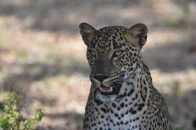Special Leopard Safari Tour in Yala National Park by Malith & the team - Small group comfort and the open jeep