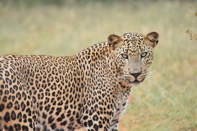 Special Leopard Safari Tour in Yala National Park by Malith & the team - Is $85 good value for this Yala safari?