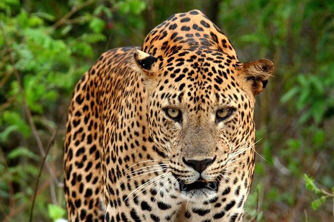 Special Leopard Safari Tour in Yala National Park by Malith & the team - What to bring for the 4 AM pickup