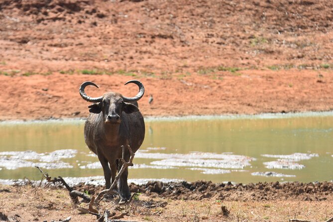 Special Leopard Safari Tour in Yala National Park by Malith & the team - Who should book this safari?