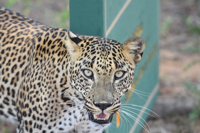 Special Leopard Safari Tour in Yala National Park by Malith & the team - Cancellation and weather details