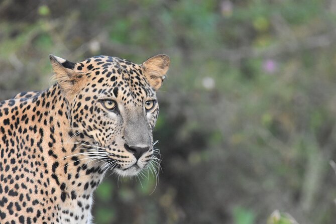 Special Leopard Safari Tour in Yala National Park by Malith & the team - A seven-hour morning, not a quick park loop