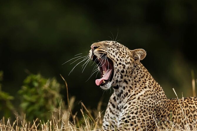 Special Leopards Safari Yala National Park - 04:30 AM to 11:30 AM - Key points to know before booking