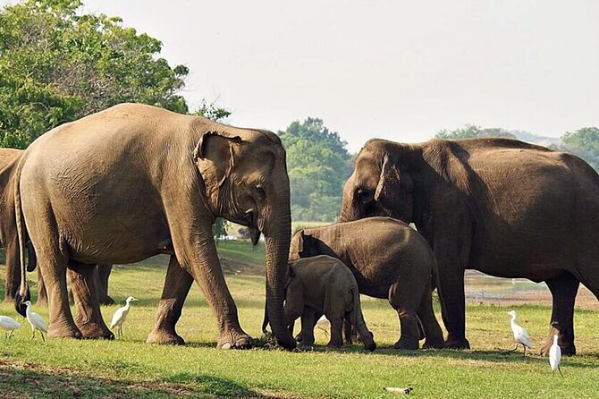 Special Leopards Safari Yala National Park - 04:30 AM to 11:30 AM - What a typical morning feels like