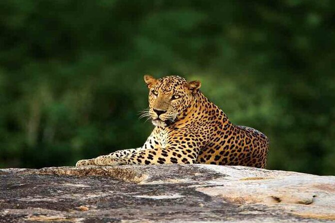 Special Leopards Safari Yala National Park - 04:30 AM to 11:30 AM - The real price: $60 before any extras