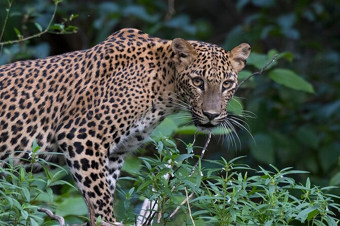 Special Leopards Safari Yala National Park - 04:30 AM to 11:30 AM - Breakfast, water, and other useful inclusions