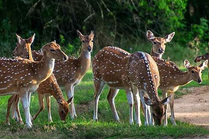 Special Leopards Safari Yala National Park - 04:30 AM to 11:30 AM - Booking details and cancellation rules