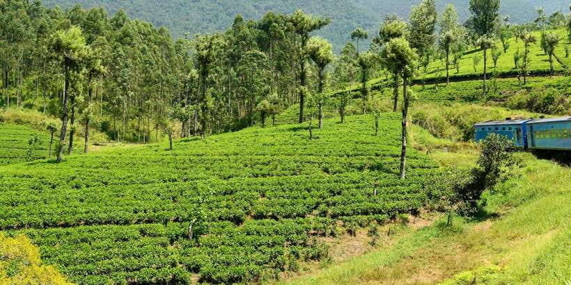 Sri Lanka: 2-Day wildlife tour; rainforest and National park - What this two-day route really offers