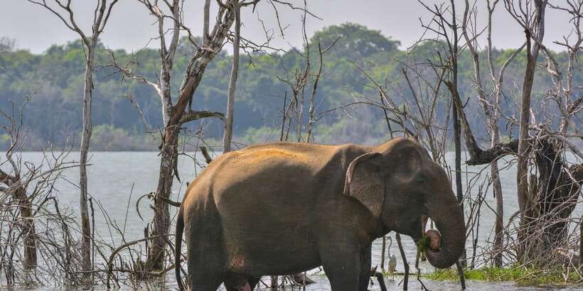 Sri Lanka: 2-Day wildlife tour; rainforest and National park - Nuwara Eliya, Gregory Lake, and Ceylon tea