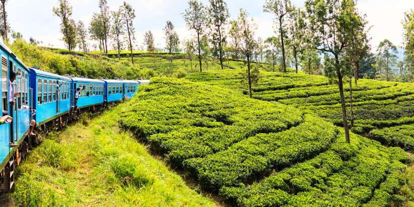 Sri Lanka: 2-Day wildlife tour; rainforest and National park - Sinharaja rainforest: three to four hours on foot