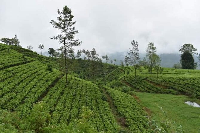 Sri Lanka 4 Day Private Tour - What the $487 price really covers