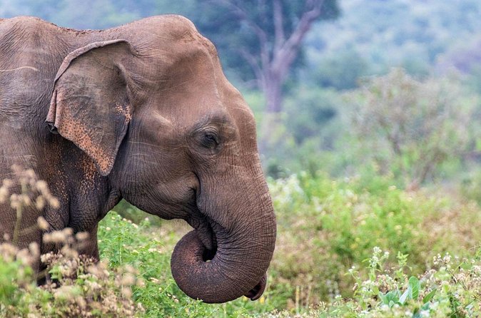 Sri Lanka 5 Day tour Best Nature and Culture include top hotels - The driver and the private-tour advantage