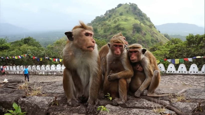 Sri Lanka: 7-Day Off-The-Beaten Path Private Tour - Day 5: Ella views and Yala’s optional safari